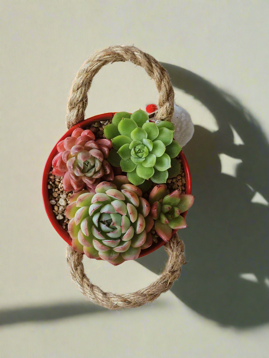 Succulent Festive Garden Charm Red pot - SlowBloomGreens