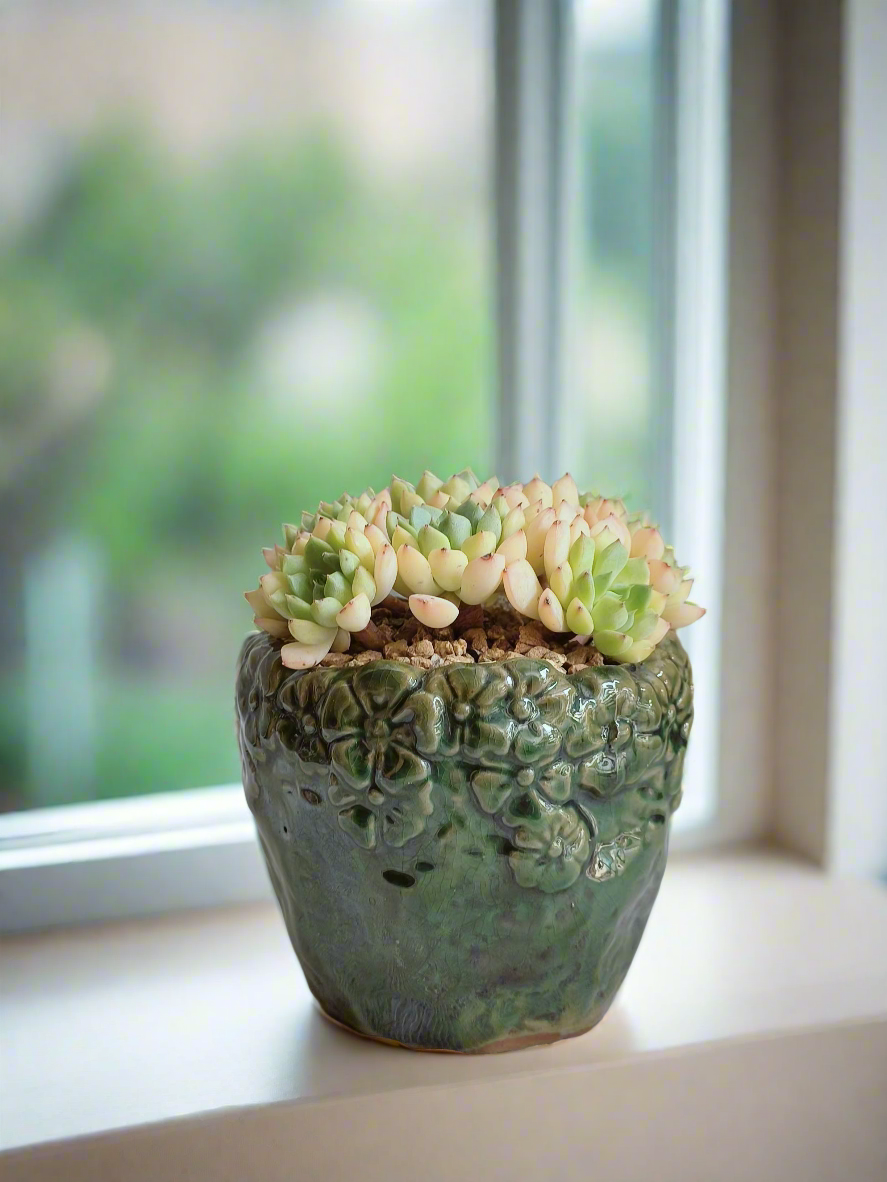 Stunning arrangement of the Succulent Rustica Ceramic Pot – Echeveria Macadamia with soft hues.