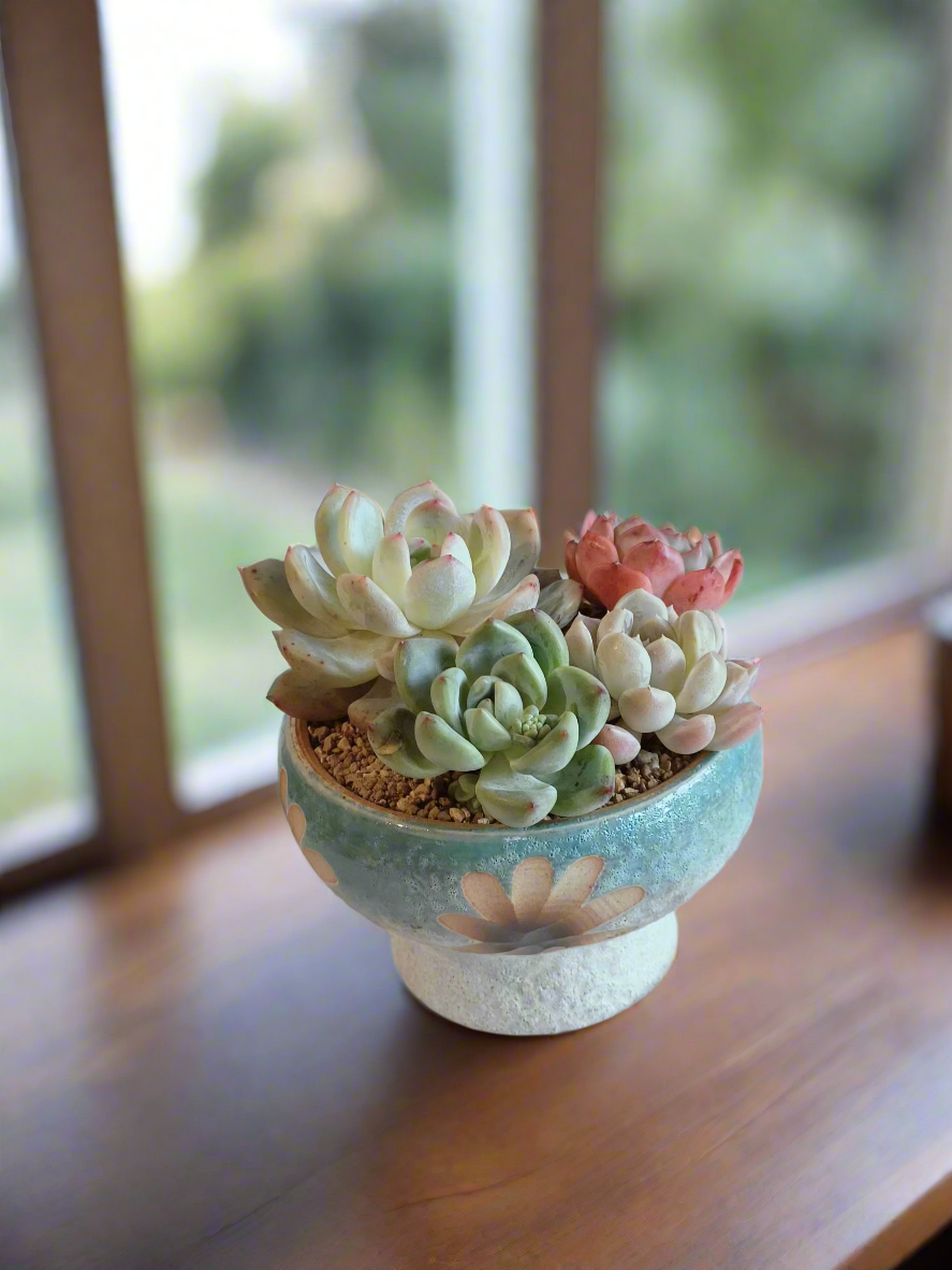 Succulent Moonlit Bloom Pot – Skyward Blue with Echeveria Laui & Friends