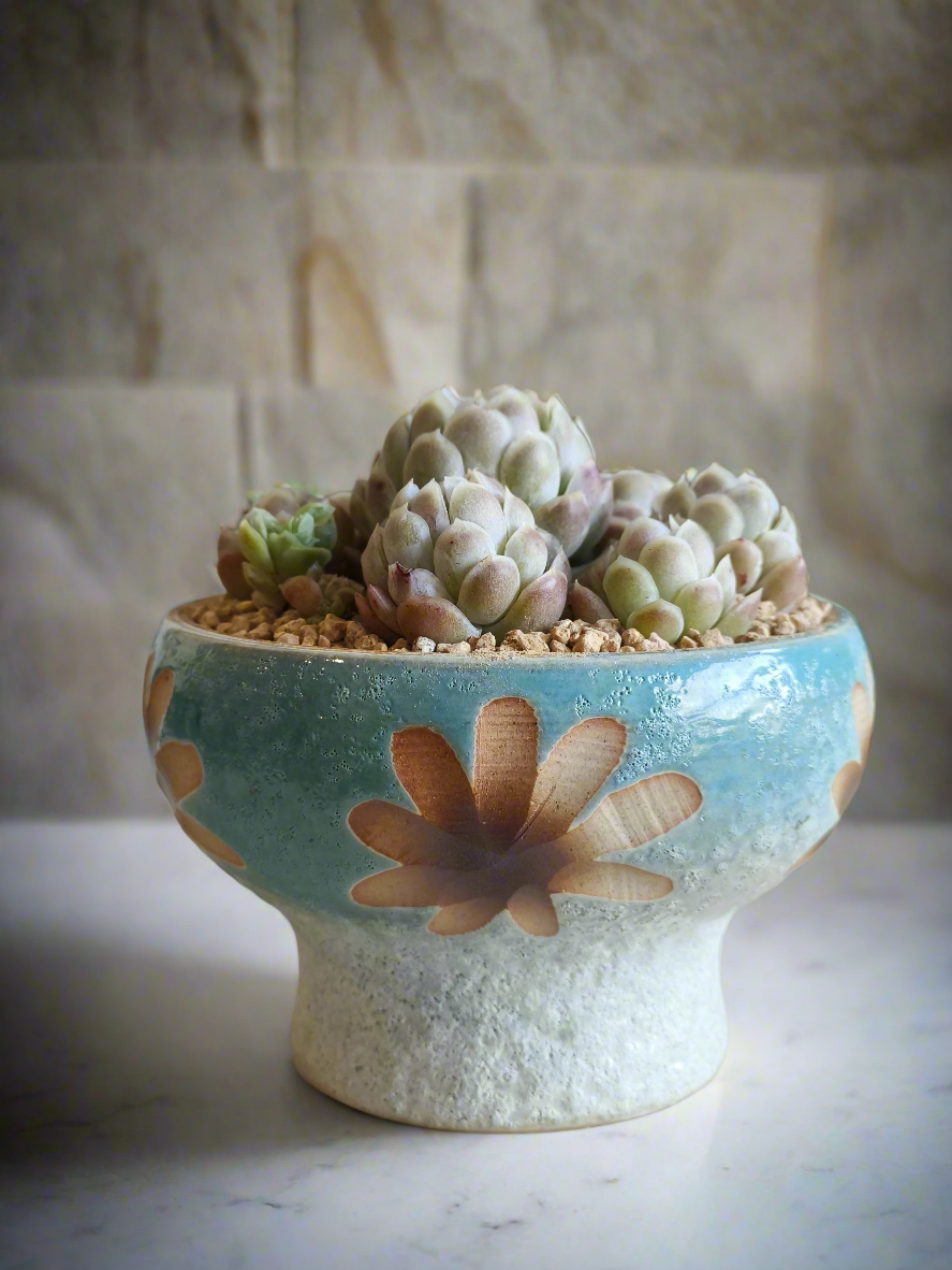 Succulent Moonlit Bloom Pot – Skyward Blue with Echeveria Elegans 'Raspberry Ice' - SlowBloomGreens