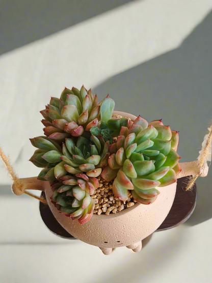 Succulent Hanging Joy Planter – Echeveria Desert Rose