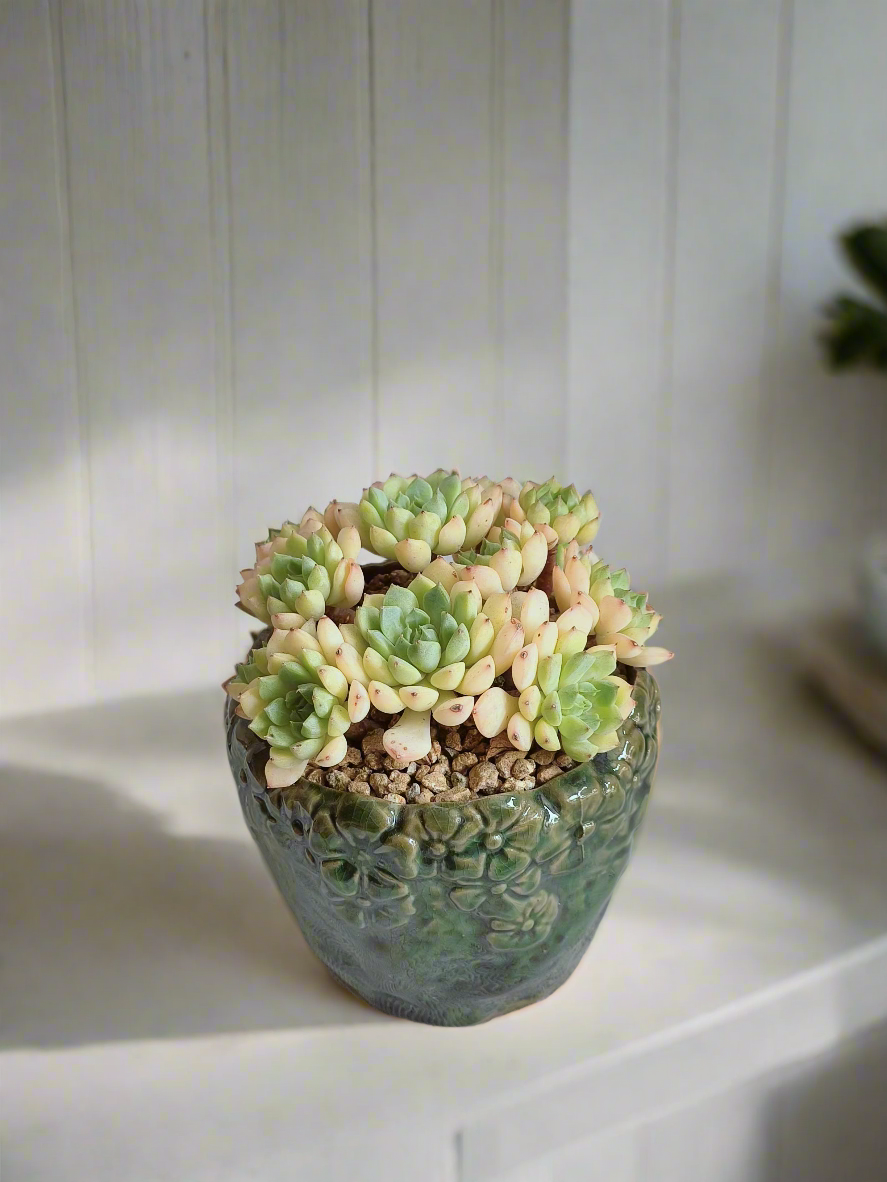 Beautiful display of the Succulent Rustica Ceramic Pot – Echeveria Macadamia in a cozy space.