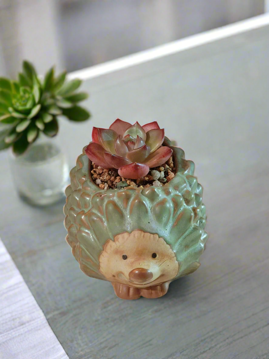 Succulent Hedgehog Pot - Echeveria Agavoides 'Romeo' - SlowBloomGreens