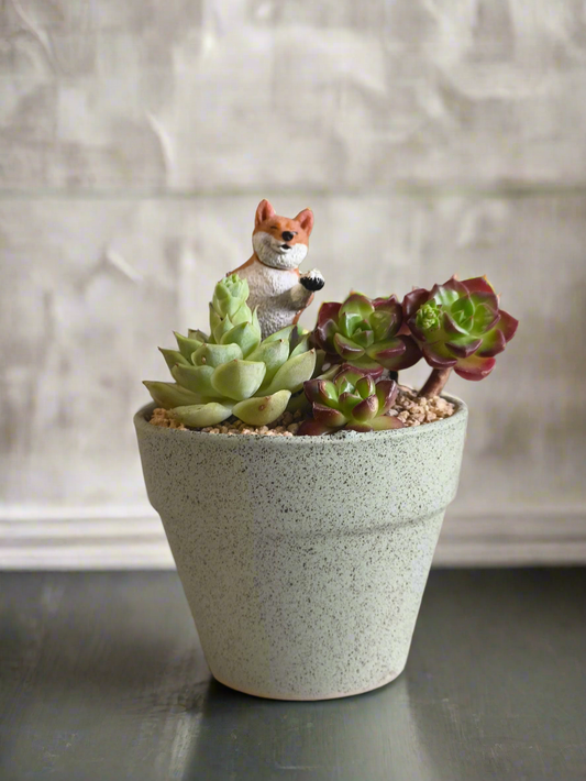 Succulent Speckled Terracotta Blue Pot Yoga Shiba -Echeveria  Elegans and Lety's Sedeveria