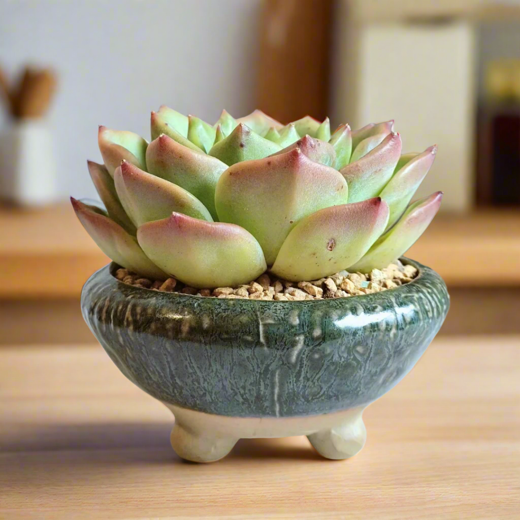 "Succulent Rustica Ceramic – Echeveria Chihuahua with intricate dark green patterns.