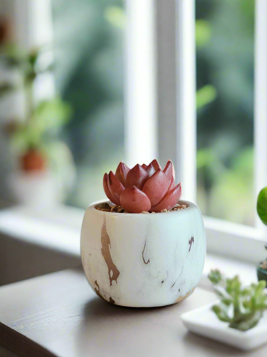 Close-up of the Echeveria Agavoides 'Romeo' rosettes in the Mini Round Gold Pot.