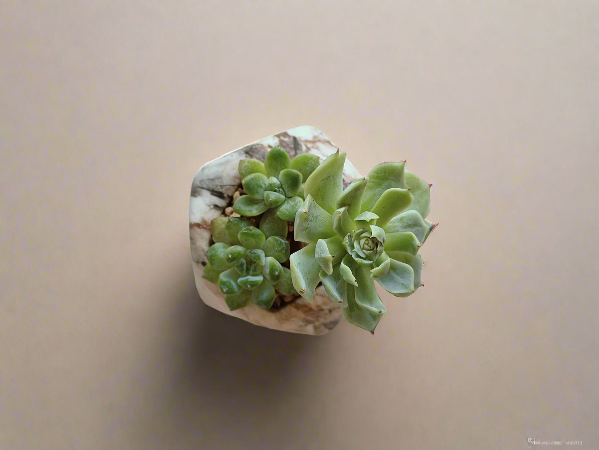 Succulent Mini Octagon Brown - Echeveria