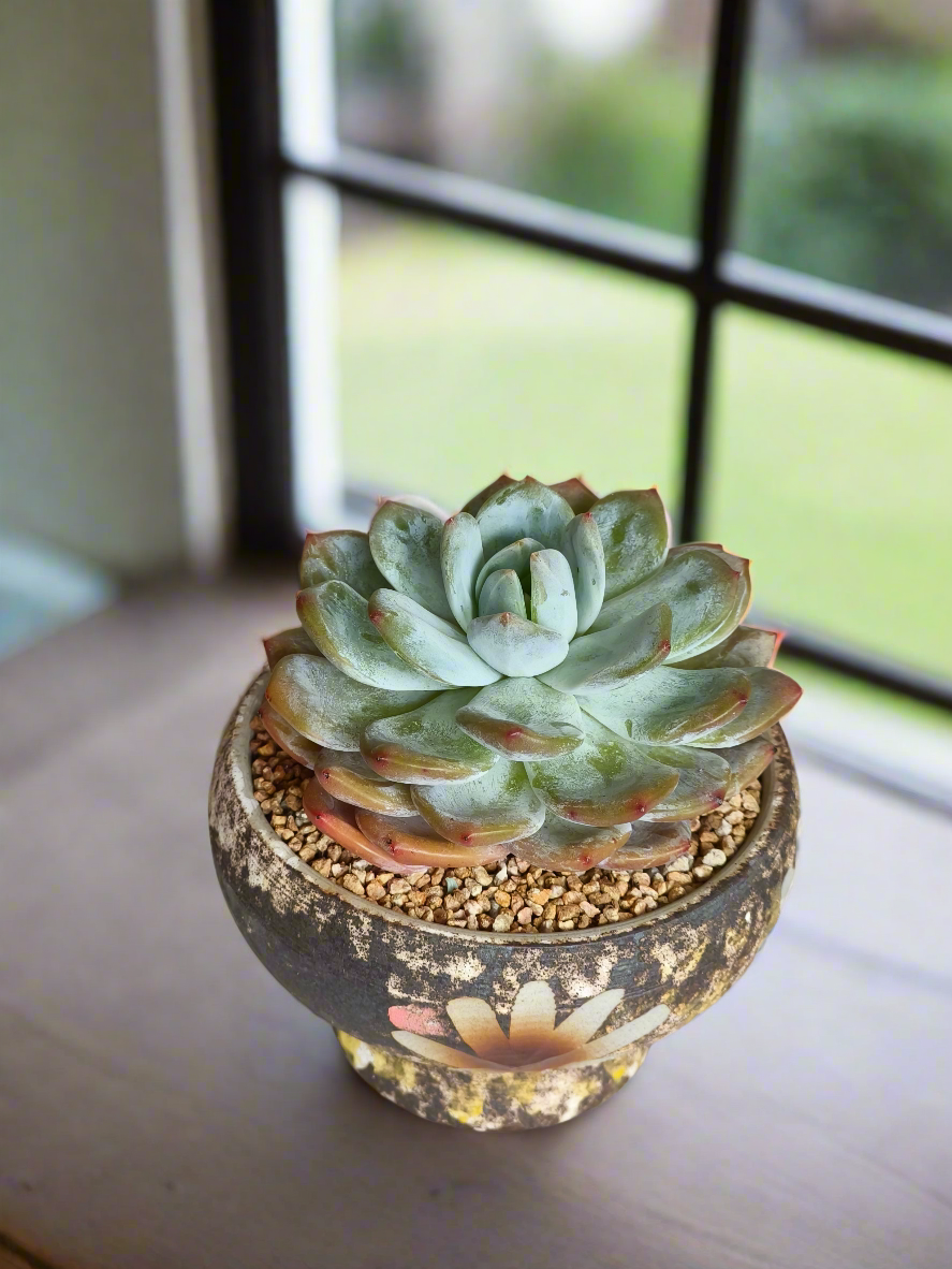 Succulent Moonlit Bloom Pot – Desert Gold with Echeveria Orange Monroe