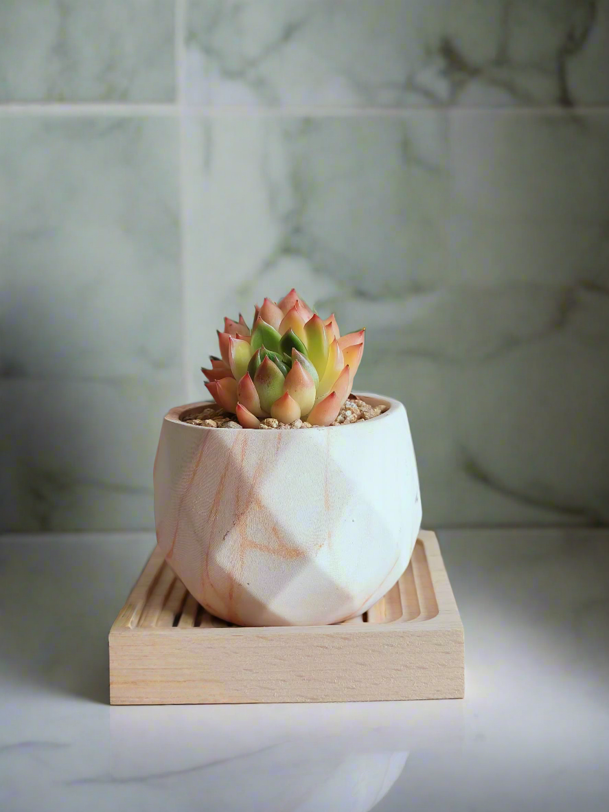 Handcrafted Succulent Harmony Orange Pot – Echeveria Agavoides 'Lipstick' enhancing a modern home decor setting.