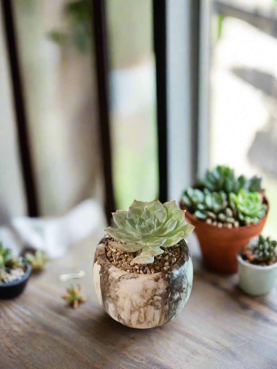 Succulent Mini Round Brown - Echeveria Elegans