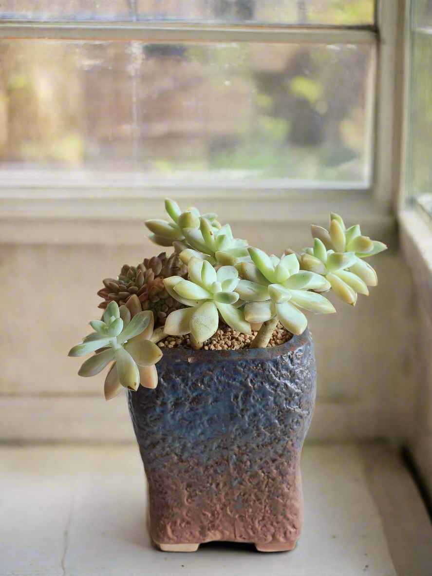 Succulent Rustic Floral Embossed Pot – Graptoselum Bronze, Fanfare 'Lovely Rose,' and Sedeveria Hummelii