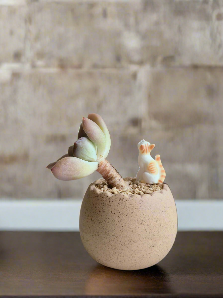 Succulent Egg Planter Khaki - Graptoveria 'Opalina'