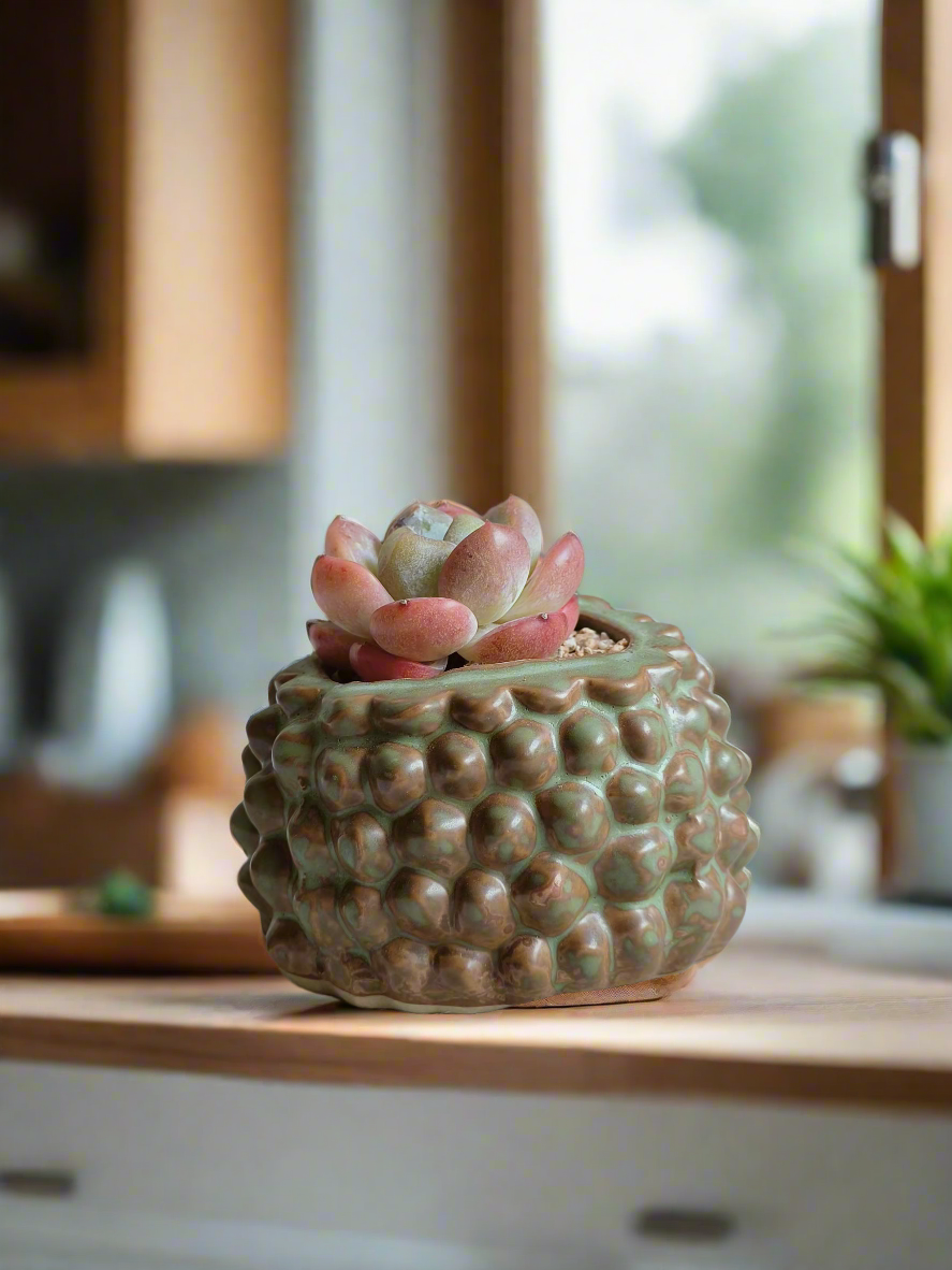 Succulent Hedgehog - Echeveria Ice Green