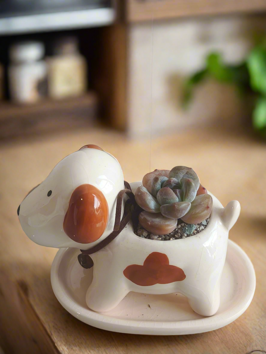 Succulent Puppy Jack Russell Terrier Planter - Echeveria Ice Green