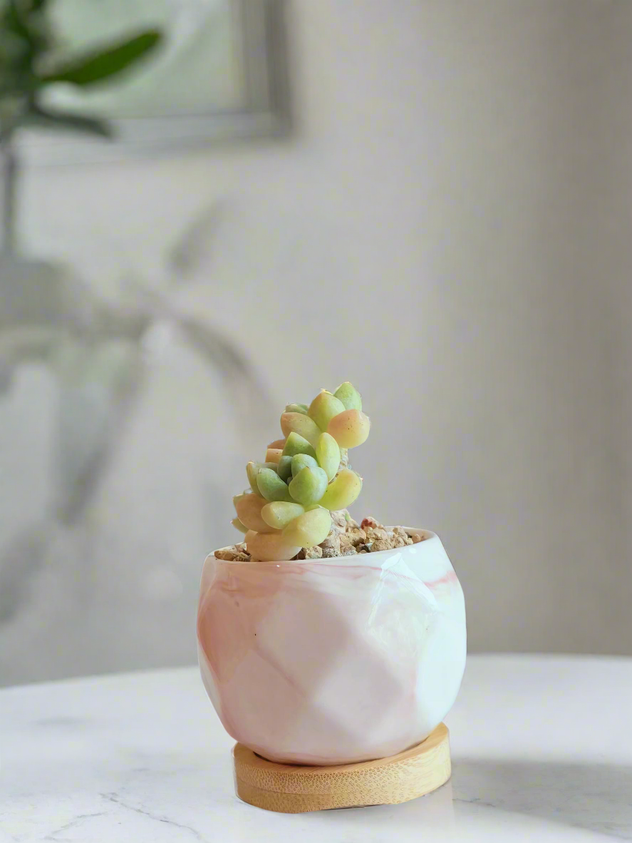 Succulent Petite Bliss Pink - - SlowBloomGreens