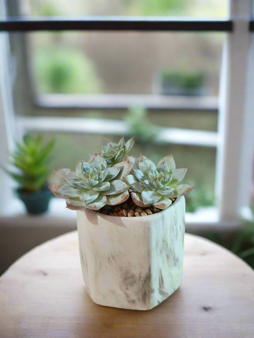 Succulent Radiant Octagon Brown – Echeveria BlueBird - SlowBloomGreens