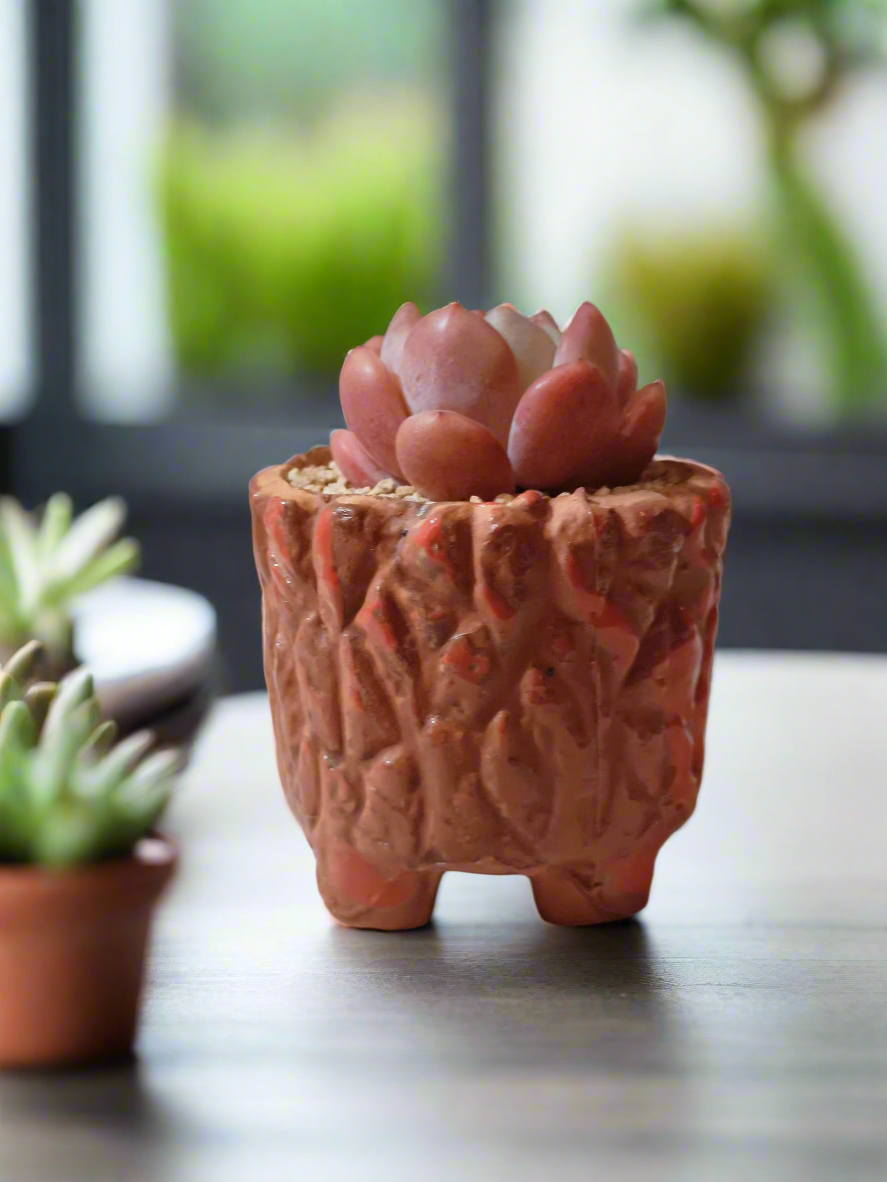 Succulent Rustica Ceramic Red – Echeveria Orange Monroe