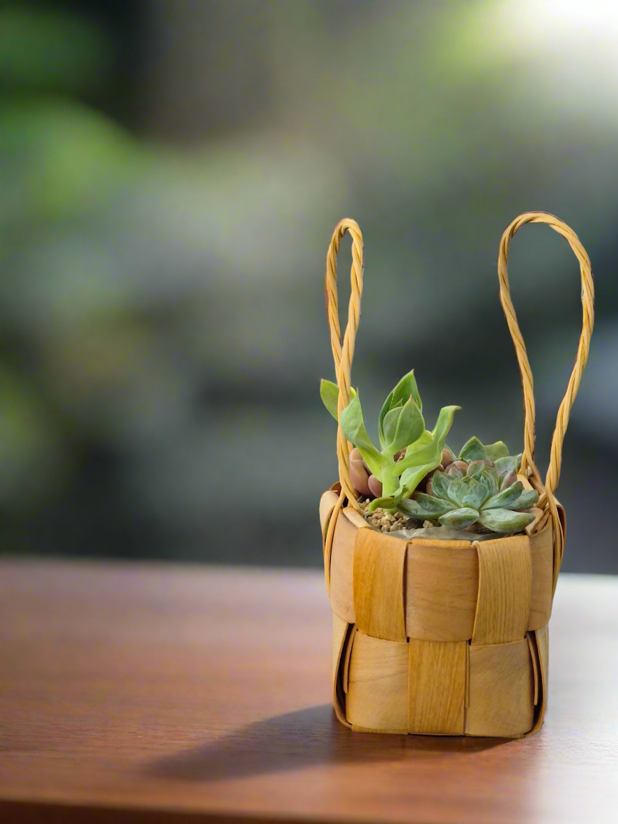 Succulent Basket Bliss - Handcrafted Succulents