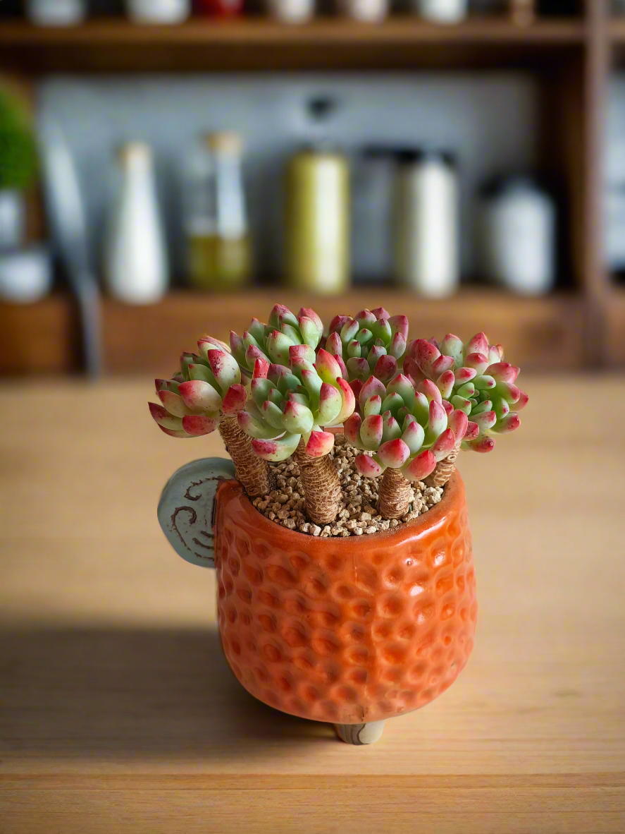 Succulent Enchanted Garden Dragonfly Planter – Sedeveria 'Blue Elf'
