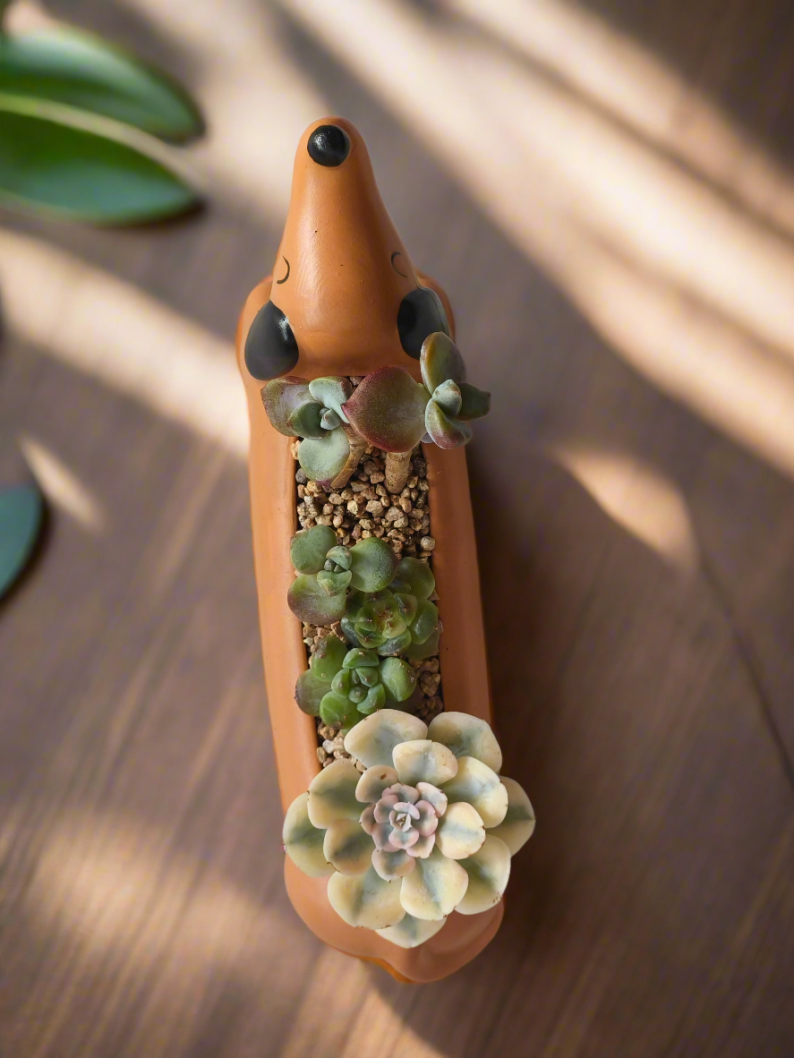 Succulent Daunchund Pot - Echeveria agavoides 'Akaihosi' & friends - SlowBloomGreens