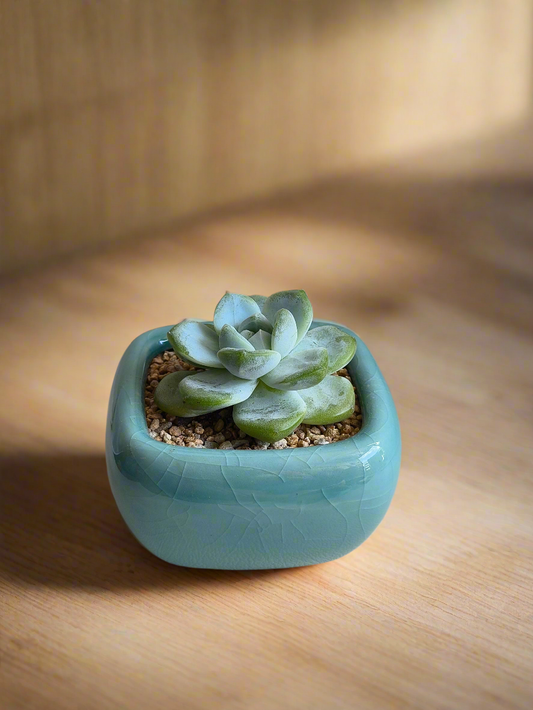 Succulent Zen Square Turquoise Pot – Echeveria Ice Green