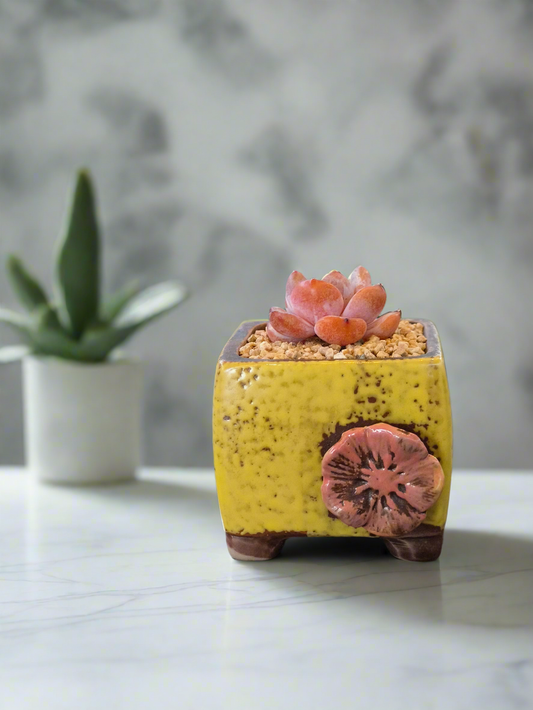 Succulent Ceramic Flower Square Yellow Planter – Echeveria 'Cosette'
