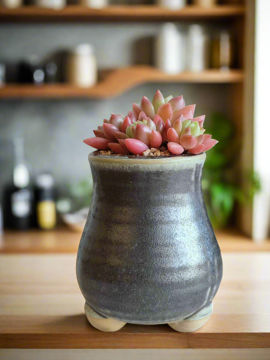 Succulent Rustic Pot Glow Grey - Echeveria 'Ruby Donna