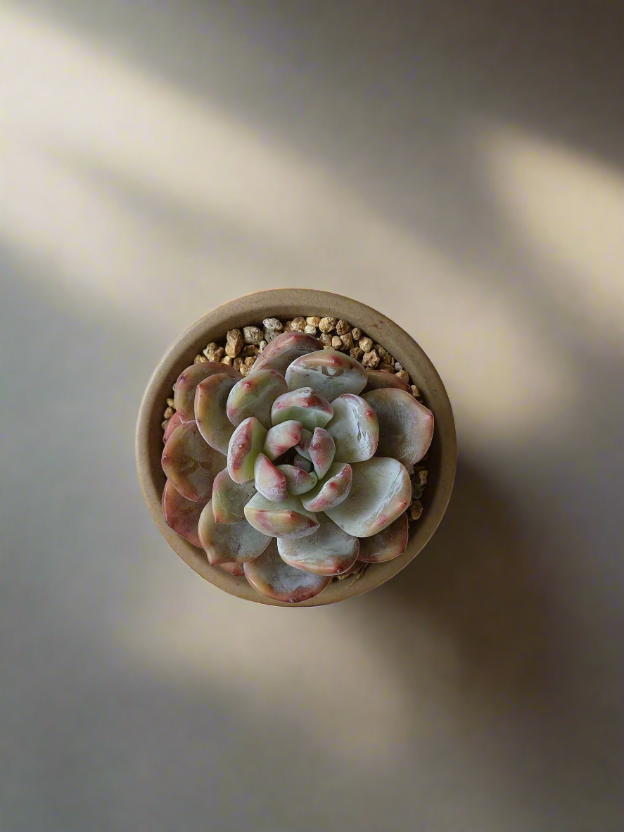 Succulent Rustica Mahogany - Echeveria Suryeon