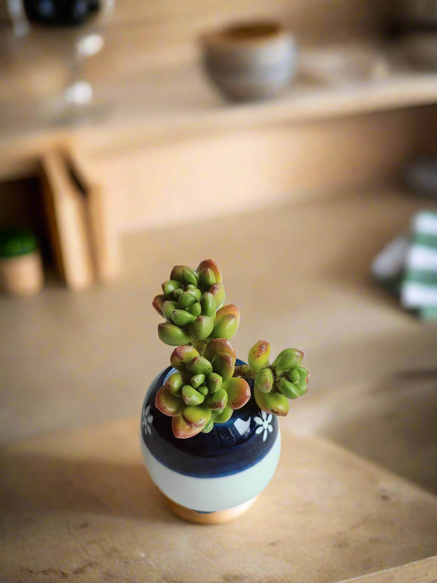 Succulent Sakura Blue - Sedum Lucidum - SlowBloomGreens