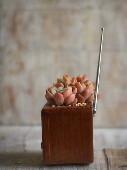 Succulent Retro Radio – Echeveria 'Pink Ariel Crest' & Echeveria Hybrid
 🎵📻🌿