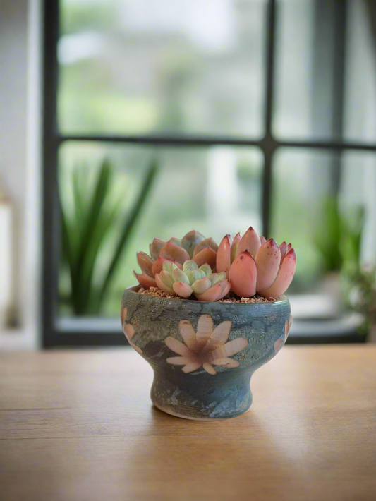 Succulent Moonlit Bloom Pot – Blue-Green with Echeveria Orange Monroe & Friends