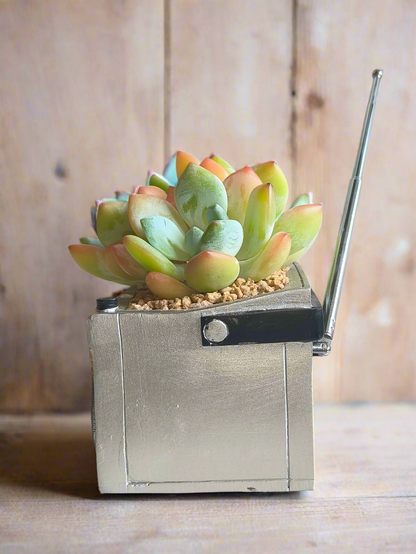Succulent Retro Boombox – Echeveria Hybrid