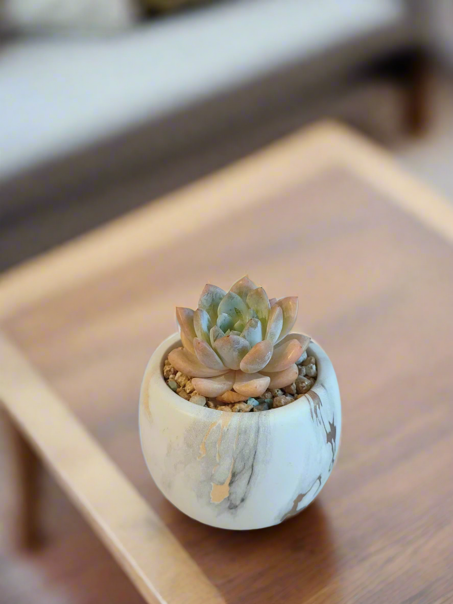 Handcrafted Succulent Mini Round Gold Pot – Graptoveria Opalina enhancing decor.