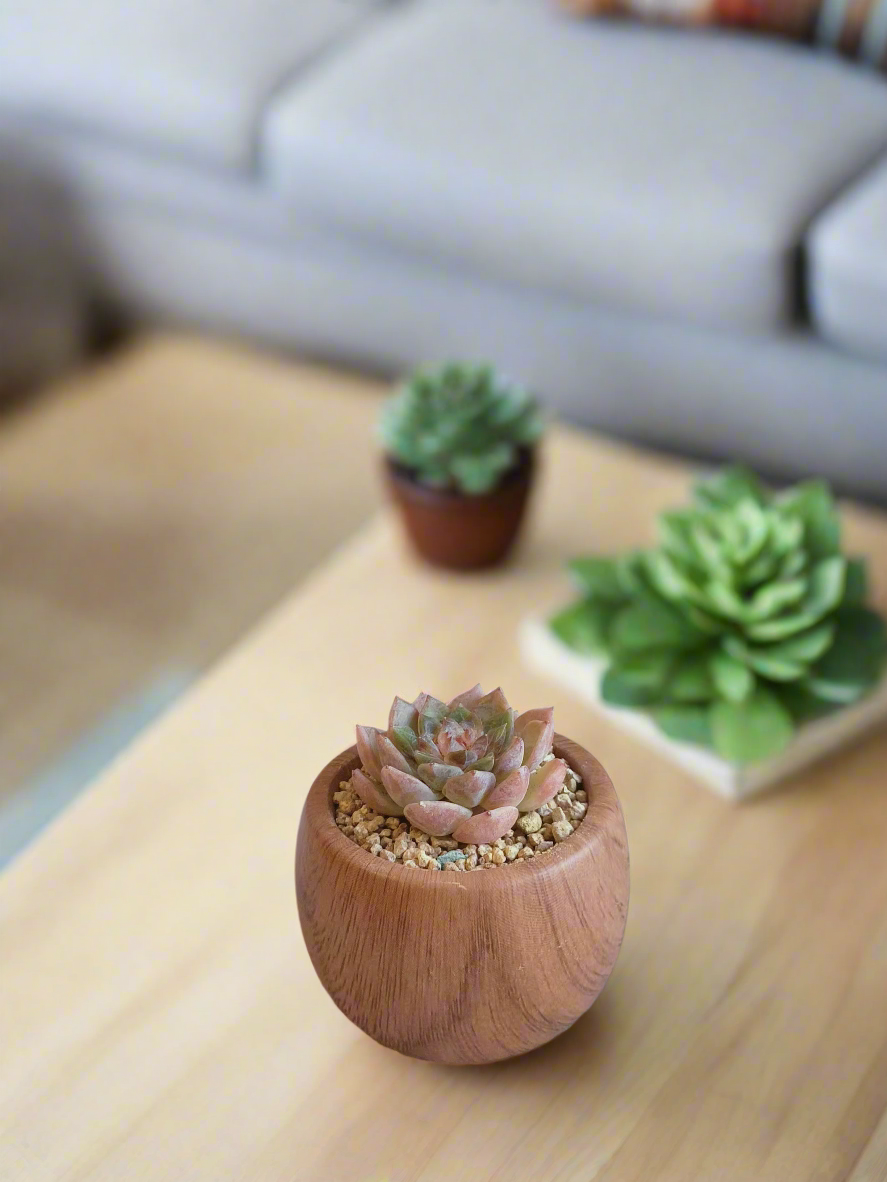 iew of the Succulent Mini Round 'Woodgrain ' - Echeveria hybrid highlighting the intricate woodgrain pattern and Echeveria's rosette leaves.