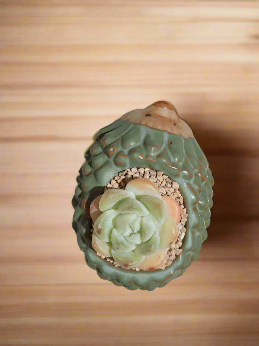 Succulent Hedgehog Pot - Echeveria Elegans - SlowBloomGreens