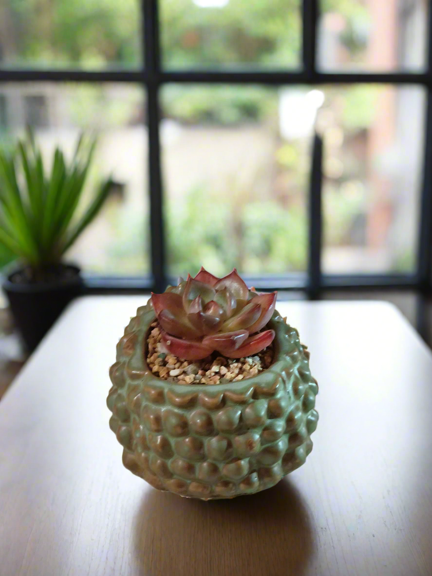 Succulent Hedgehog Pot - Echeveria Agavoides 'Romeo' - SlowBloomGreens
