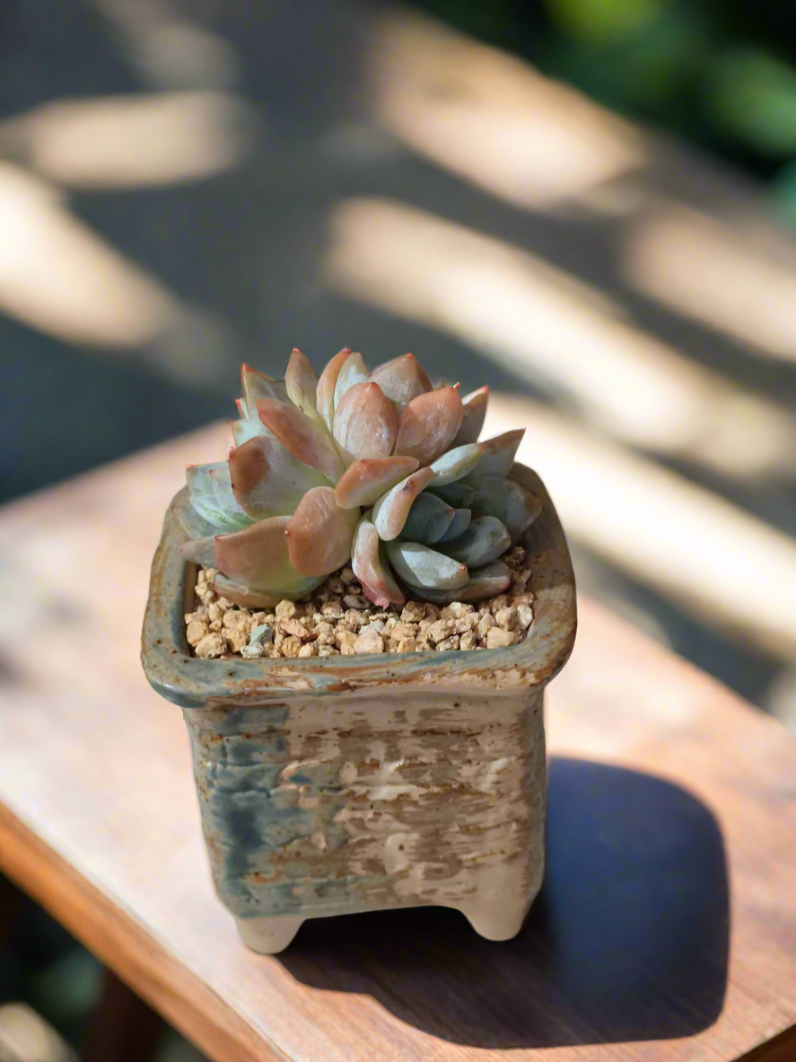 Succulent Rustica Planter - Echeveria Monroe