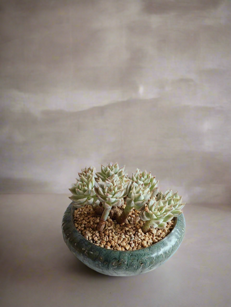 Succulent Rustica Ceramic Pot – Echeveria Halbingeri