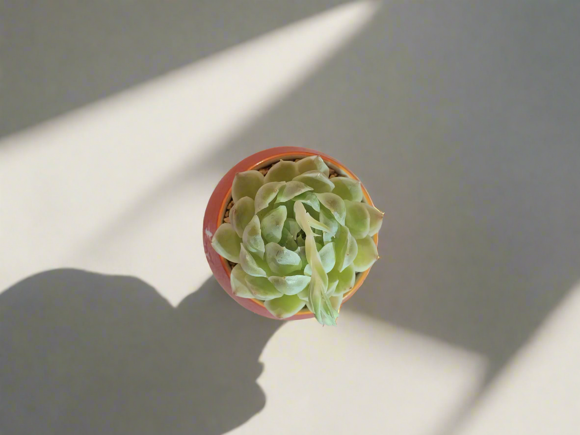 Succulent Auspicious Grace Pot - Echeveria Mexican Snowball