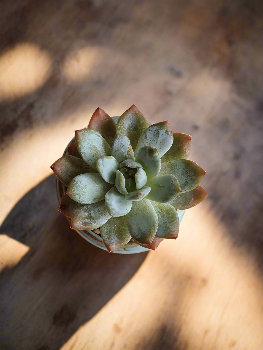 Succulent Rustic Serenity Pot – Echeveria 'Blue Bird'