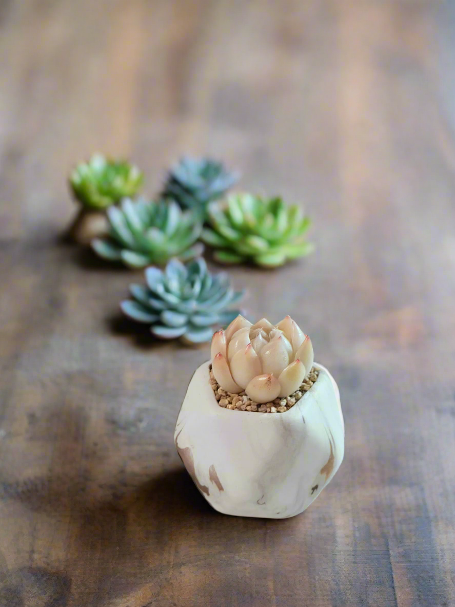 Succulent Mini Octagon Gold - Echeveria White Queen - SlowBloomGreens