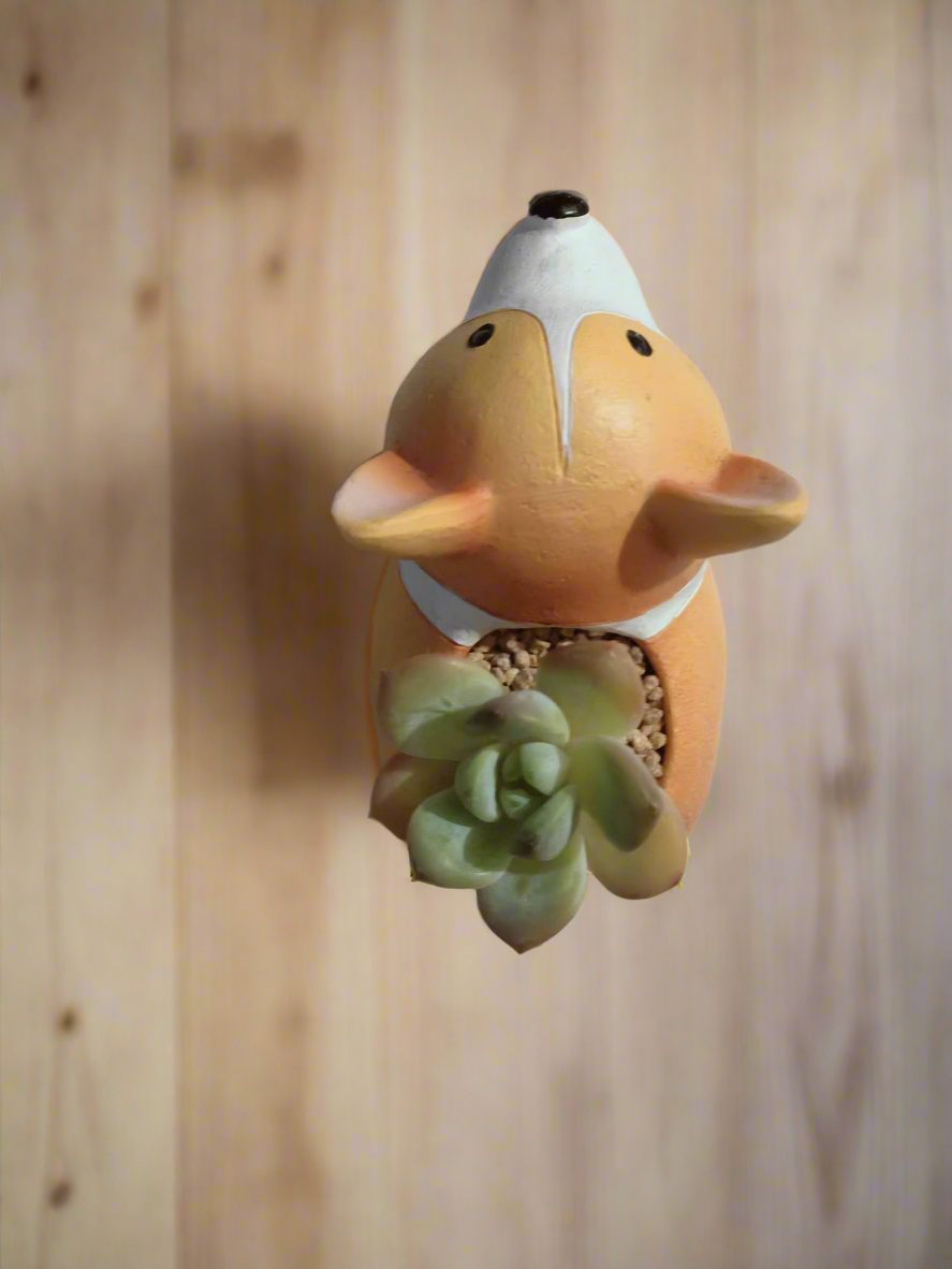 Fun display of Echeveria Ice Green in standing Corgi pot