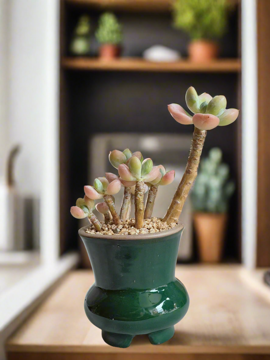 Succulent Rustica Emerald - Pachyphytum Apple