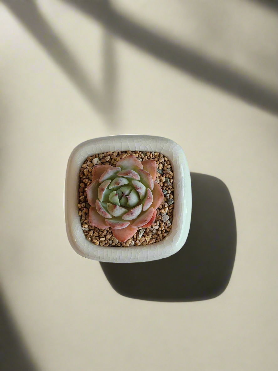 Succulent Zen Square Cream Pot – Echeveria Suryeon