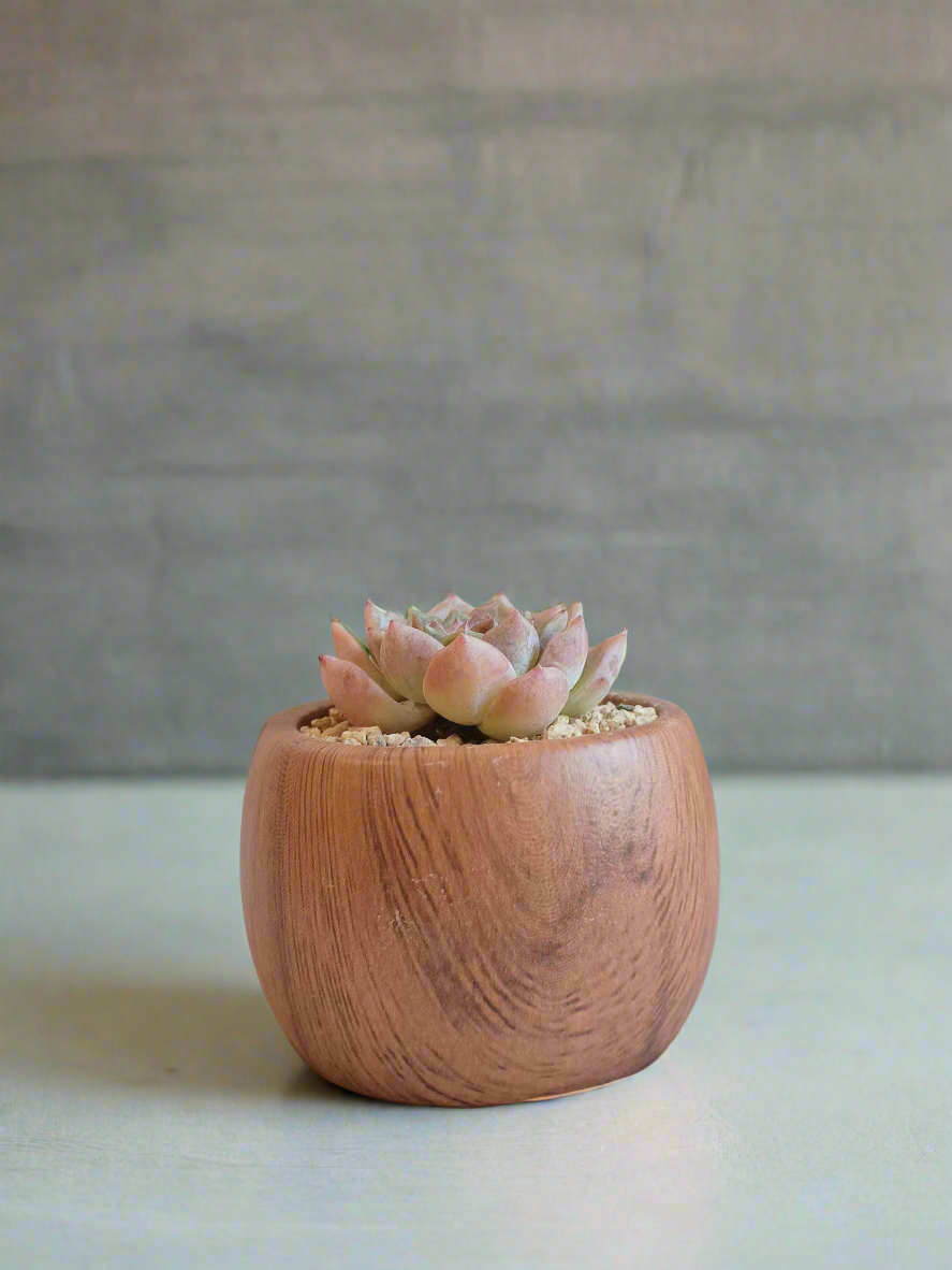 View of the Succulent Mini Round 'Woodgrain'' - Echeveria hybrid, highlighting the intricate woodgrain pattern and Echeveria’s rosette leaves.