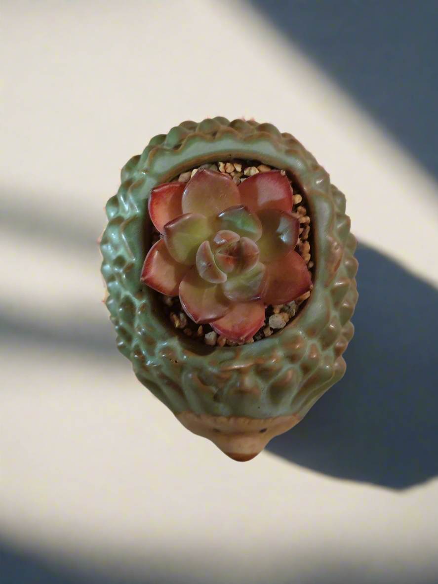 Succulent Hedgehog Pot - Echeveria Agavoides 'Romeo' - SlowBloomGreens