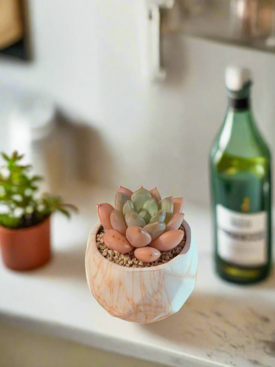 Succulent Classic Marble Orange Pot – Graptoveria White Dew