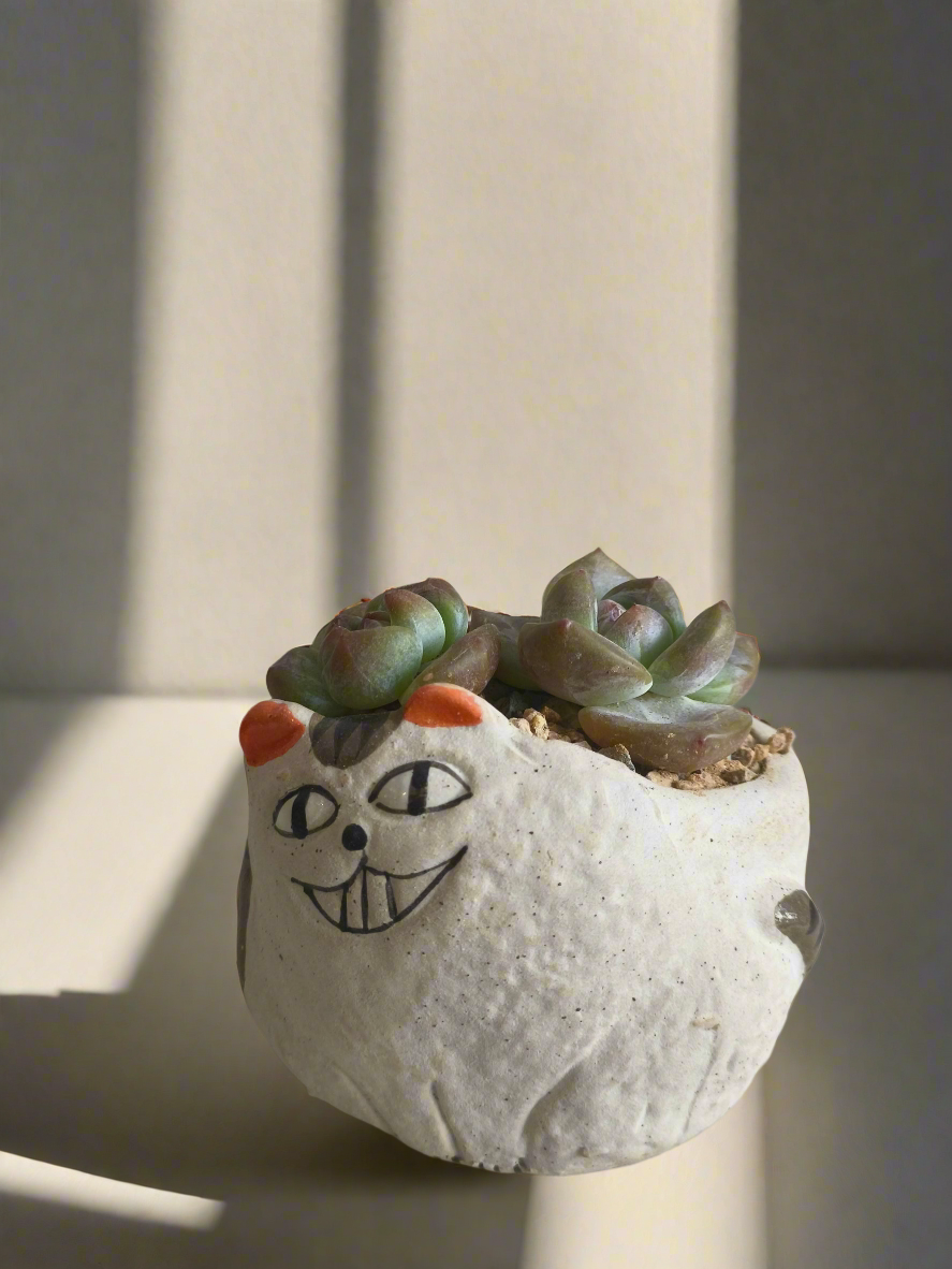 Succulent Cheeky Cat Planter - Echeveria Ice Green - SlowBloomGreens