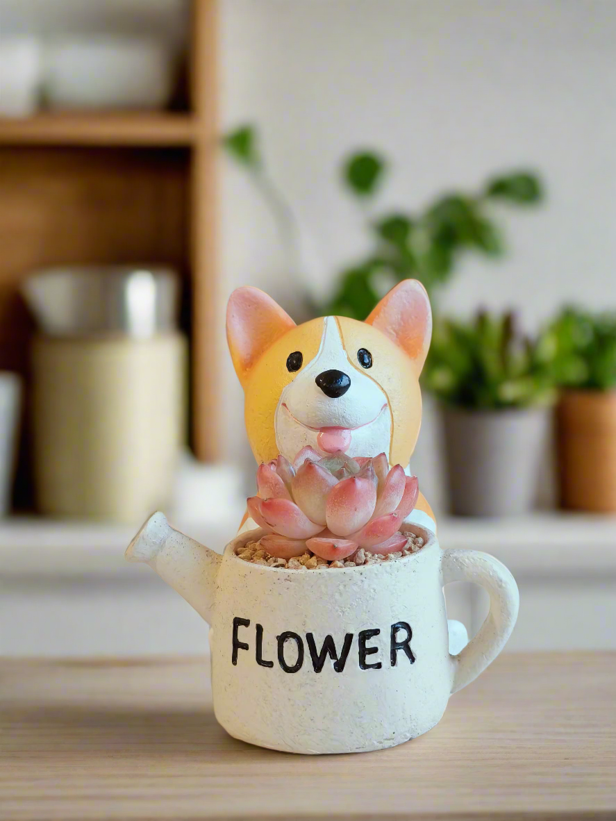 Succulent Charming Corgi - Echeveria Suryeon