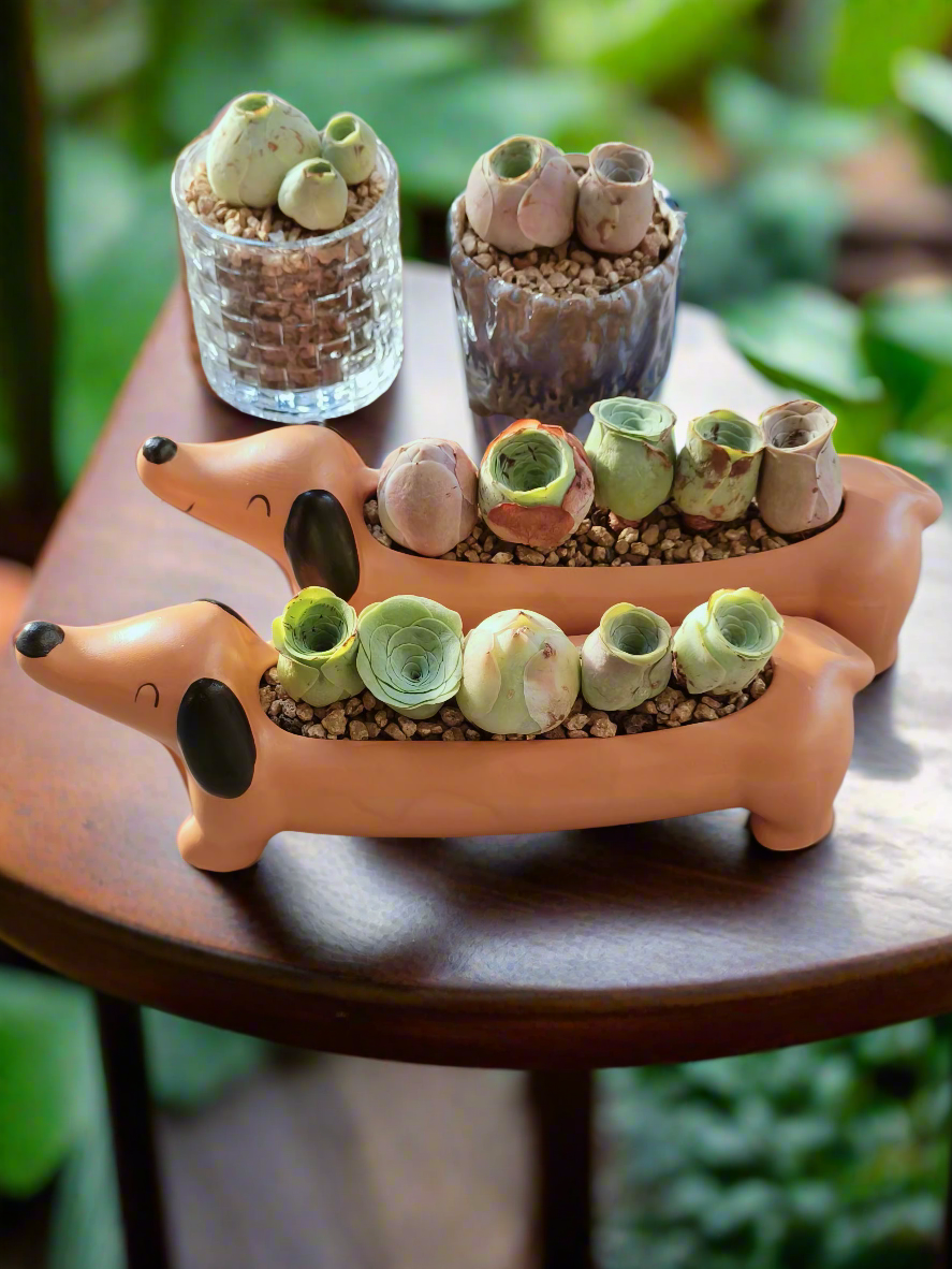 Succulent Daunchund - 5 Mountain Roses 'Greenovia' - SlowBloomGreens